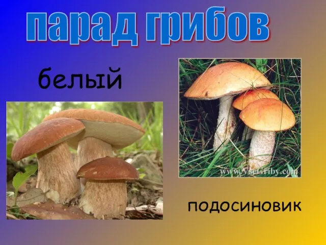 парад грибов белый подосиновик