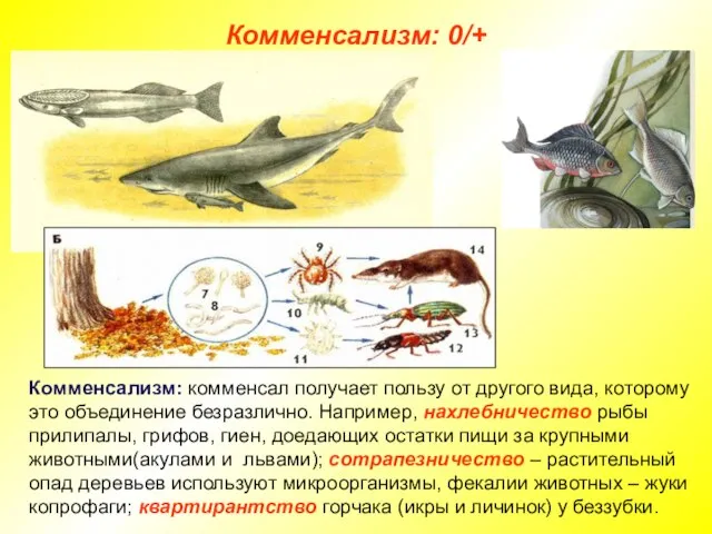 Комменсализм: комменсал получает пользу от другого вида, которому это объединение безразлично. Например,