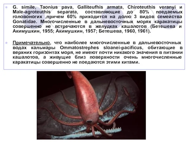 G. simile, Taonius pava, Galliteufhis armata, Chiroteuthis veranyi и Male-agroteuthis separata, составляющие