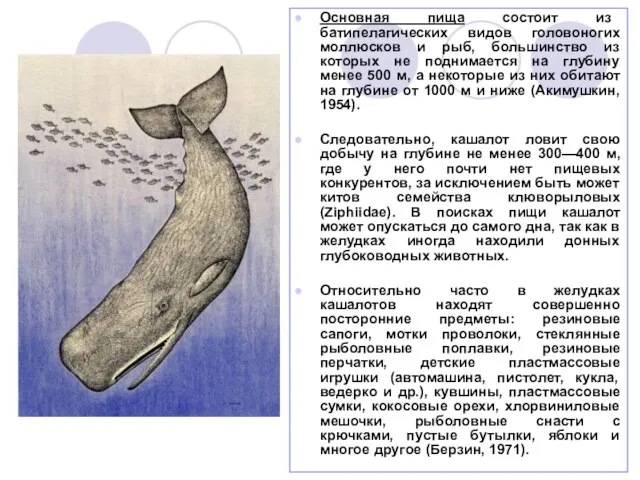 Основная пища состоит из батипелагических видов головоногих моллюсков и рыб, большинство из