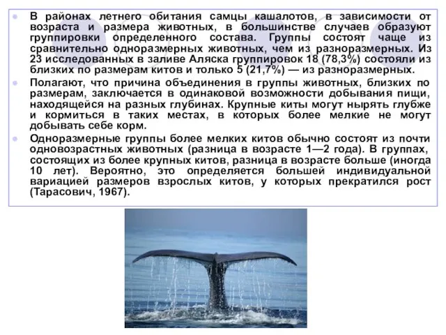В районах летнего обитания самцы кашалотов, в зависимости от возраста и размера