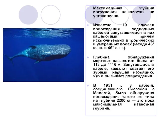 Максимальная глубина погружения кашалотов не установлена. Известно 19 случаев повреждения подводных кабелей