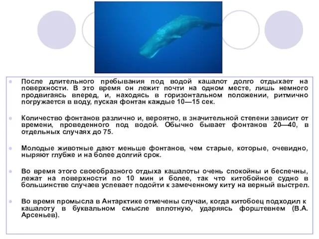 После длительного пребывания под водой кашалот долго отдыхает на поверхности. В это