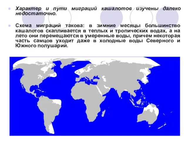 Характер и пути миграций кашалотов изучены далеко недостаточно. Схема миграций такова: в