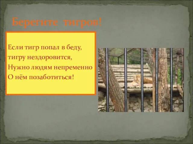 Берегите тигров! Если тигр попал в беду, тигру нездоровится, Нужно людям непременно О нём позаботиться!