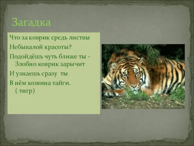 Загадка Что за коврик средь листвы Небывалой красоты? Подойдёшь чуть ближе ты