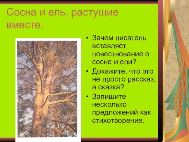 Сосна и ель, растущие вместе. Зачем писатель вставляет повествование о сосне и