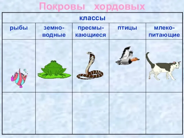 Покровы хордовых