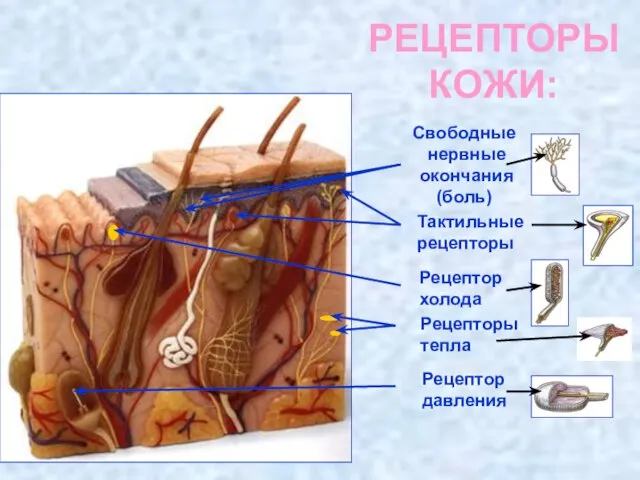 РЕЦЕПТОРЫ КОЖИ: Тактильные рецепторы Рецептор давления Рецепторы тепла Свободные нервные окончания (боль) Рецептор холода