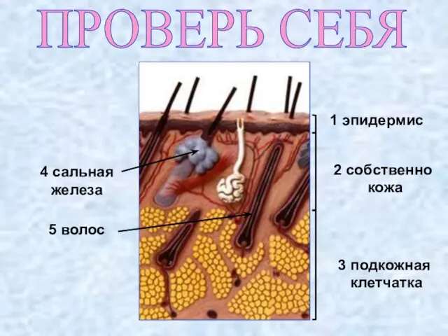 1 эпидермис 2 собственно кожа 3 подкожная клетчатка 4 сальная железа 5 волос ПРОВЕРЬ СЕБЯ