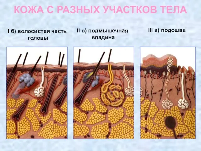 КОЖА С РАЗНЫХ УЧАСТКОВ ТЕЛА I б) волосистая часть головы II в)