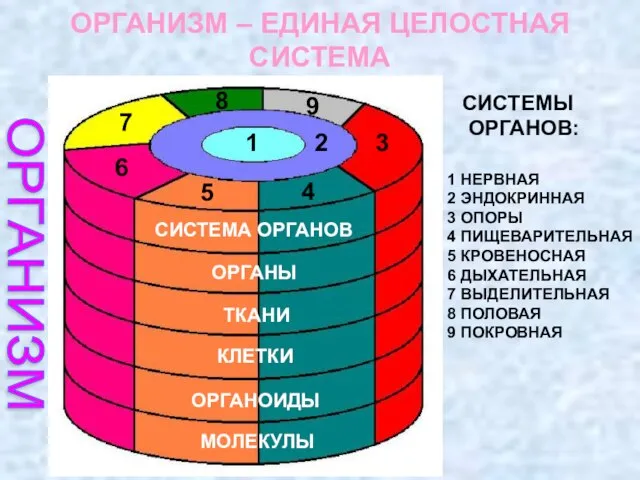 ОРГАНИЗМ – ЕДИНАЯ ЦЕЛОСТНАЯ СИСТЕМА МОЛЕКУЛЫ ОРГАНОИДЫ КЛЕТКИ ТКАНИ ОРГАНЫ СИСТЕМА ОРГАНОВ