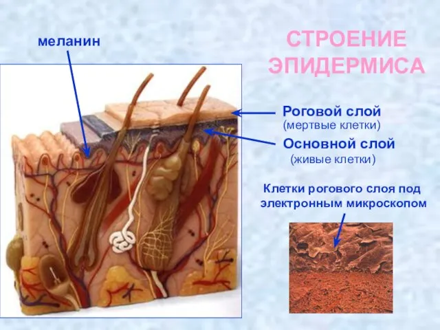 СТРОЕНИЕ ЭПИДЕРМИСА Роговой слой Основной слой (мертвые клетки) (живые клетки) меланин Клетки