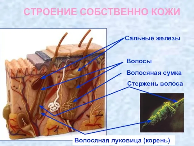 СТРОЕНИЕ СОБСТВЕННО КОЖИ Сальные железы Волосы Стержень волоса Волосяная сумка Волосяная луковица (корень)