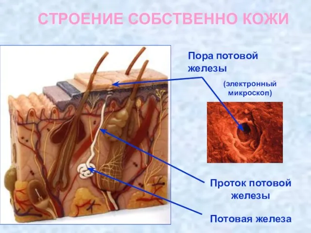 Проток потовой железы Потовая железа Пора потовой железы (электронный микроскоп) СТРОЕНИЕ СОБСТВЕННО КОЖИ