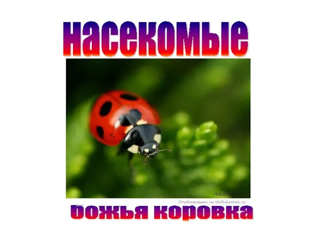 насекомые божья коровка