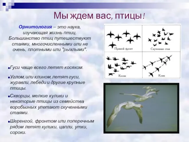 Мы ждем вас, птицы! Углом, или клином, летят гуси, журавли, лебеди и