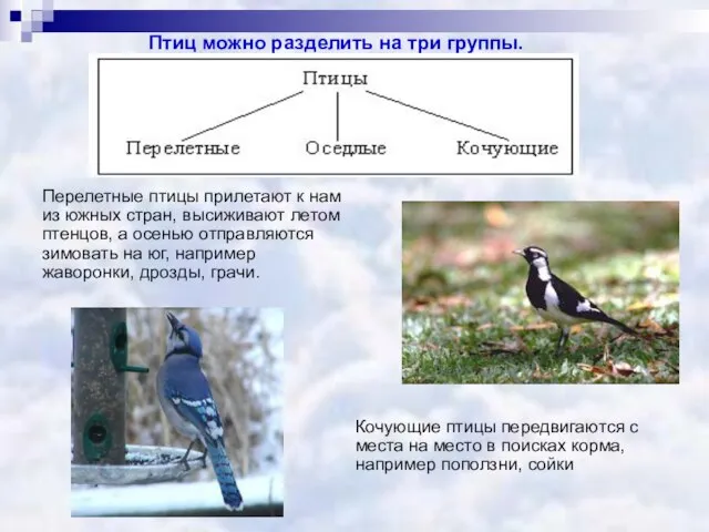 Птиц можно разделить на три группы. Кочующие птицы передвигаются с места на