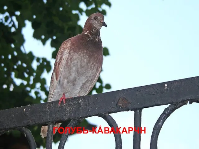 ГОЛУБЬ-КÁВАКАРЧН