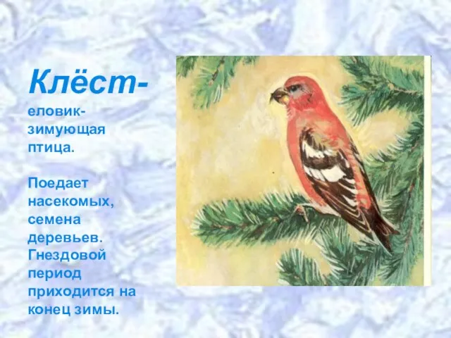 Клёст- еловик- зимующая птица. Поедает насекомых, семена деревьев. Гнездовой период приходится на конец зимы.