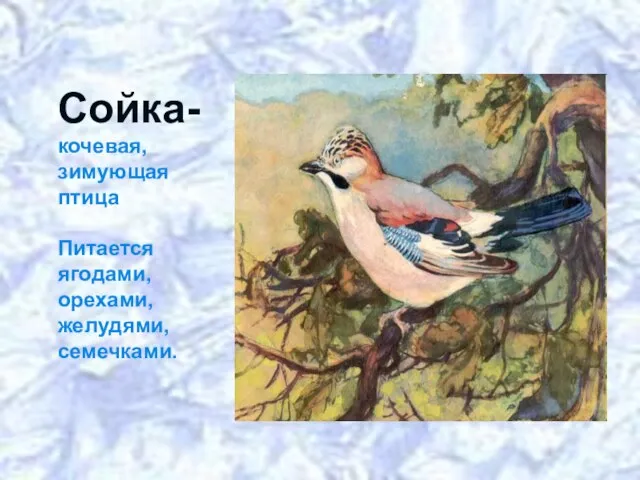 Сойка- кочевая, зимующая птица Питается ягодами, орехами, желудями, семечками.