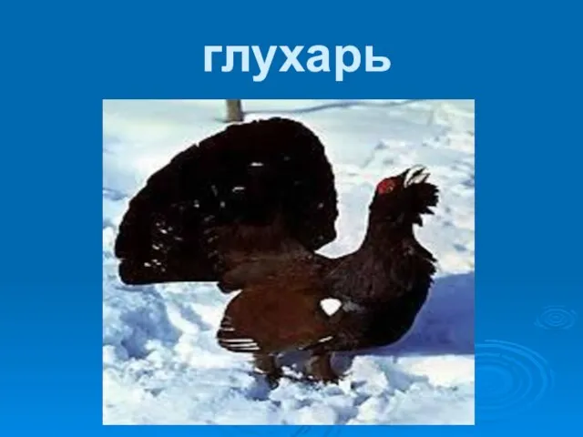 глухарь