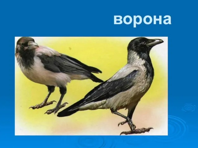 ворона