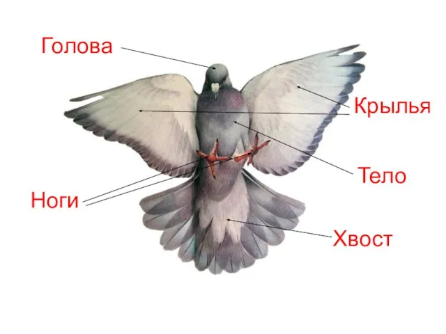 Голова Крылья Ноги Хвост Тело