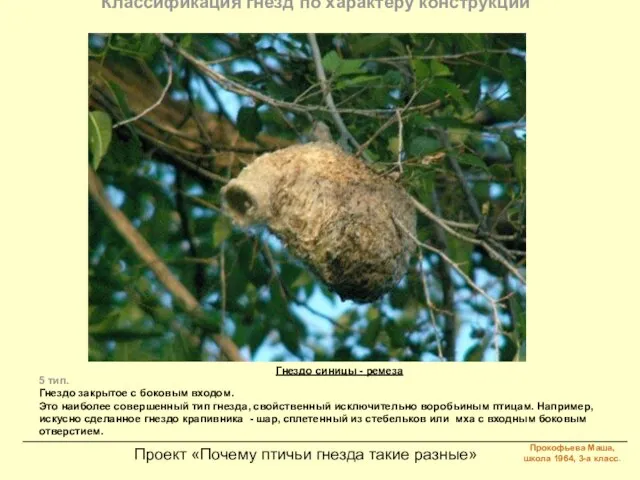 Проект «Почему птичьи гнезда такие разные» Классификация гнезд по характеру конструкции 5