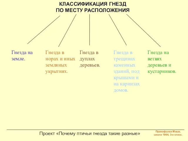 Проект «Почему птичьи гнезда такие разные» КЛАССИФИКАЦИЯ ГНЕЗД ПО МЕСТУ РАСПОЛОЖЕНИЯ