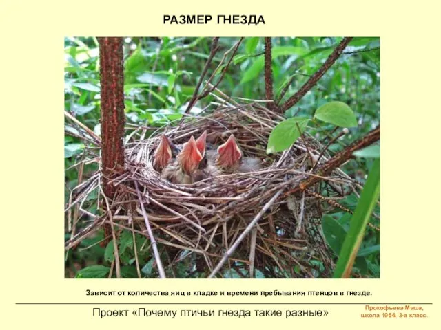 Проект «Почему птичьи гнезда такие разные» РАЗМЕР ГНЕЗДА Зависит от количества яиц