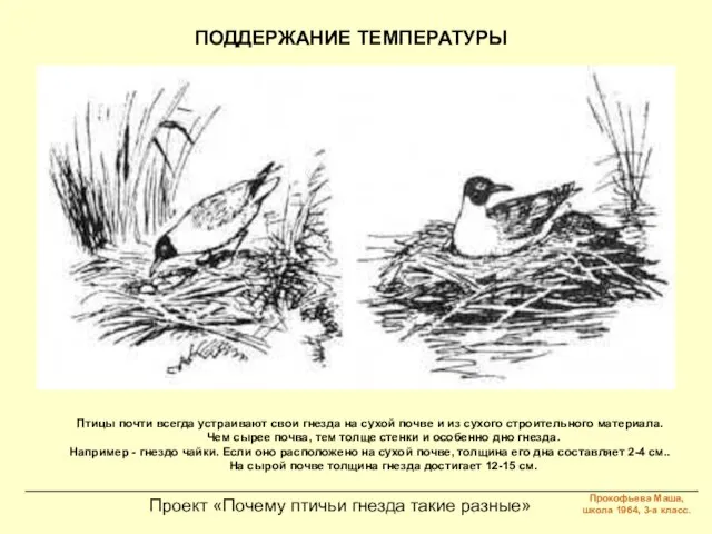 Проект «Почему птичьи гнезда такие разные» ПОДДЕРЖАНИЕ ТЕМПЕРАТУРЫ Птицы почти всегда устраивают