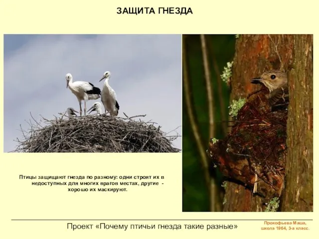 Проект «Почему птичьи гнезда такие разные» ЗАЩИТА ГНЕЗДА Птицы защищают гнезда по