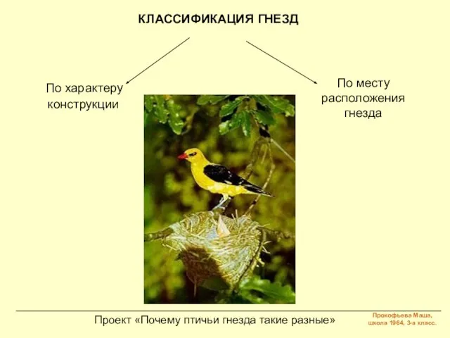 Проект «Почему птичьи гнезда такие разные» КЛАССИФИКАЦИЯ ГНЕЗД По характеру конструкции По месту расположения гнезда