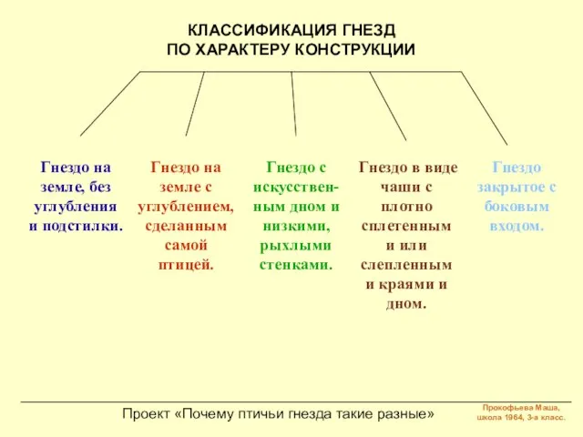 Проект «Почему птичьи гнезда такие разные» КЛАССИФИКАЦИЯ ГНЕЗД ПО ХАРАКТЕРУ КОНСТРУКЦИИ