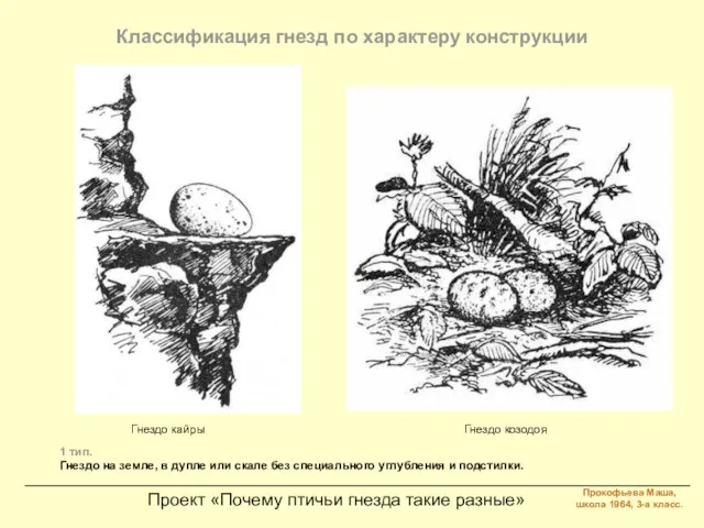 Проект «Почему птичьи гнезда такие разные» Классификация гнезд по характеру конструкции 1