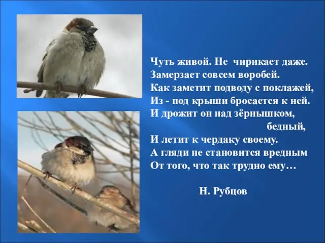 Чуть живой. Не чирикает даже. Замерзает совсем воробей. Как заметит подводу с