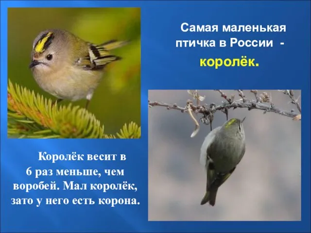 Самая маленькая птичка в России - королёк. Королёк весит в 6 раз