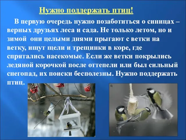 Нужно поддержать птиц! В первую очередь нужно позаботиться о синицах – верных