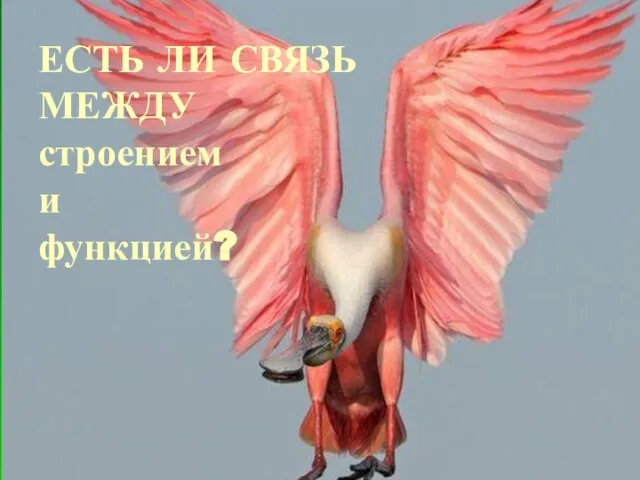 ЕСТЬ ЛИ СВЯЗЬ МЕЖДУ строением и функцией?