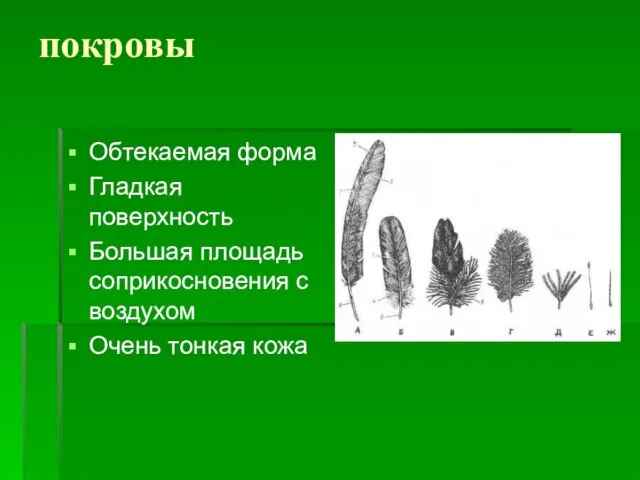 покровы Обтекаемая форма Гладкая поверхность Большая площадь соприкосновения с воздухом Очень тонкая кожа