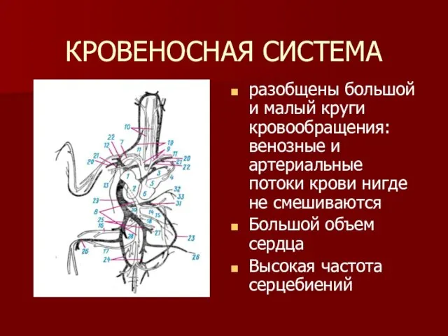 КРОВЕНОСНАЯ СИСТЕМА разобщены большой и малый круги кровообращения: венозные и артериальные потоки