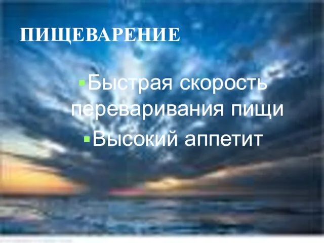 ПИЩЕВАРЕНИЕ Быстрая скорость переваривания пищи Высокий аппетит