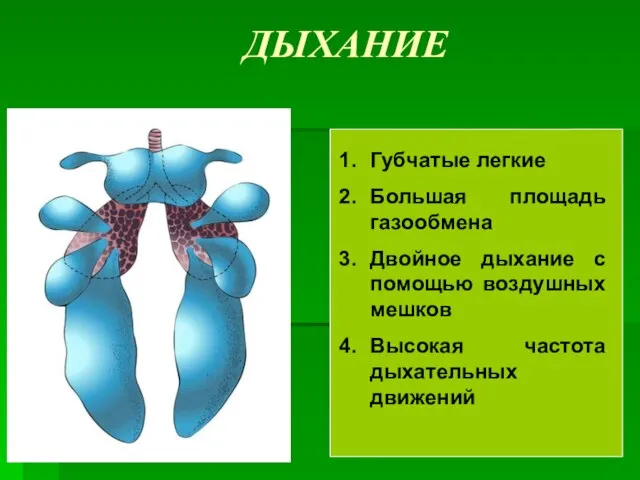 ДЫХАНИЕ Губчатые легкие Большая площадь газообмена Двойное дыхание с помощью воздушных мешков Высокая частота дыхательных движений