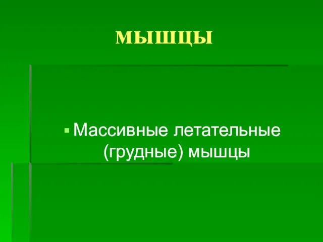 мышцы Массивные летательные (грудные) мышцы