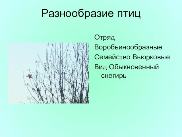 Разнообразие птиц Отряд Воробьинообразные Семейство Вьюрковые Вид Обыкновенный снегирь