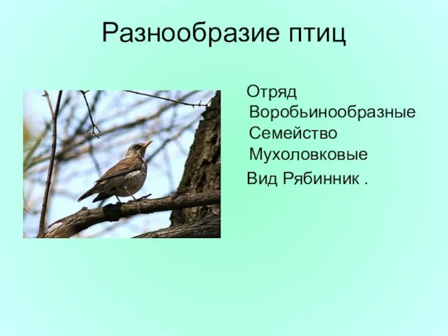 Разнообразие птиц Отряд Воробьинообразные Семейство Мухоловковые Вид Рябинник .