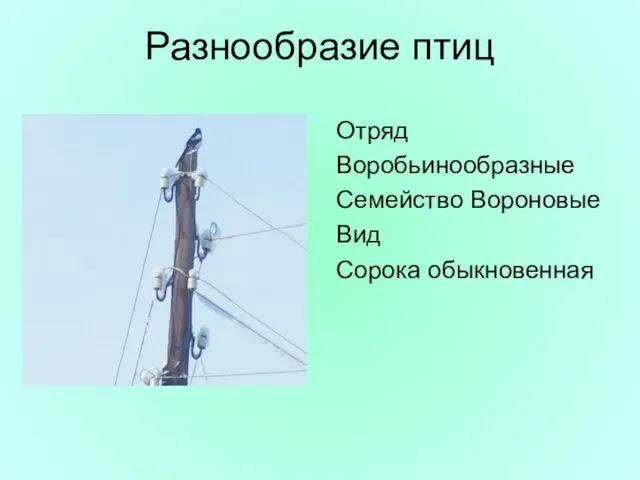 Разнообразие птиц Отряд Воробьинообразные Семейство Вороновые Вид Сорока обыкновенная