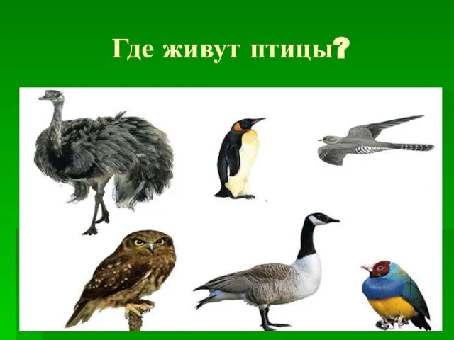 Где живут птицы?