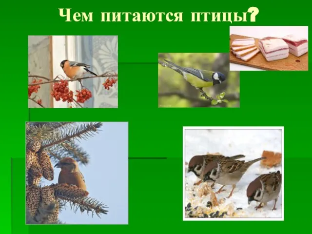 Чем питаются птицы?